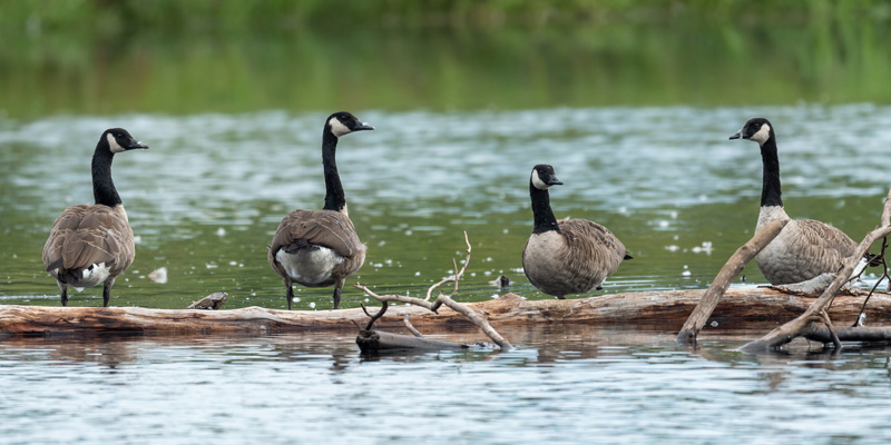 Bernache du Canada, Branta canadensis