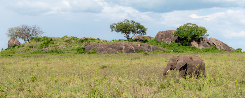  Eléphant de savane, Loxodonta africanadans son milieu.