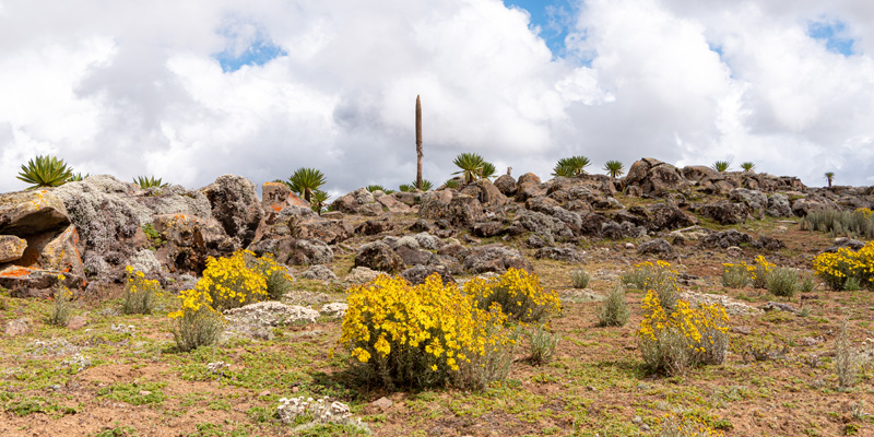 Paysage du plateau de Sanetti