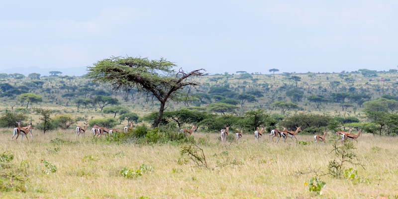 Paysage en bordure du Kénya, région étrangement encore très peu peuplée.