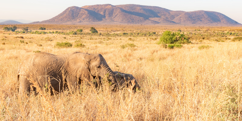 L' Eléphant de savane, Loxodonta africana 