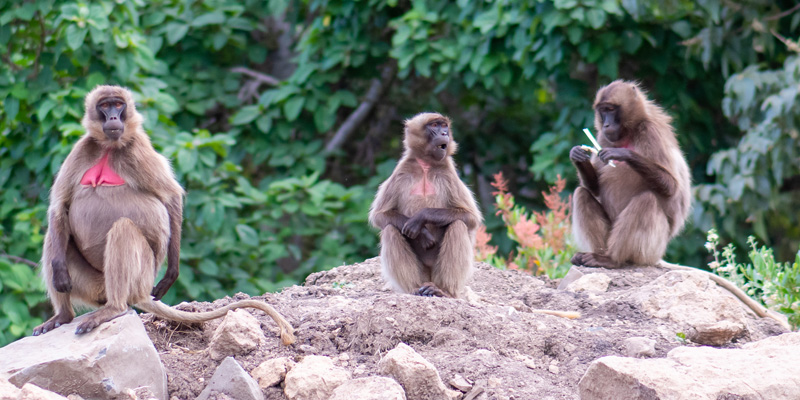 Gélada, Theropithecus gelada