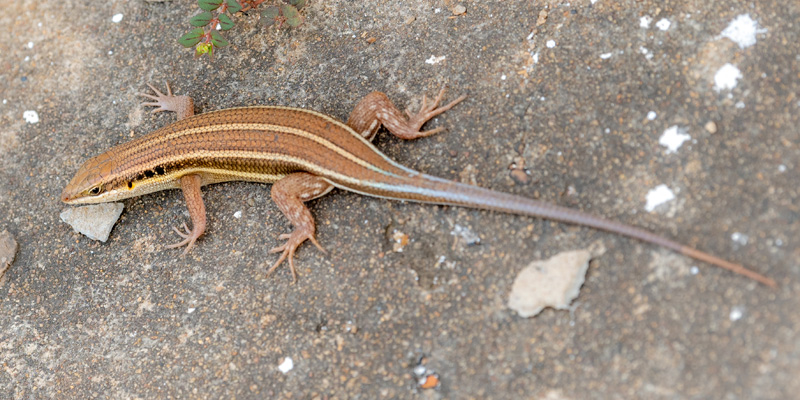  African five-lined skink, Trachylepis quinquetaeniata