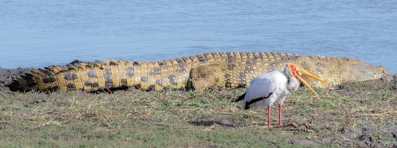 Crocodile du Nil, Crocodylus niloticus et Tantale ibis, Mycteria ibis