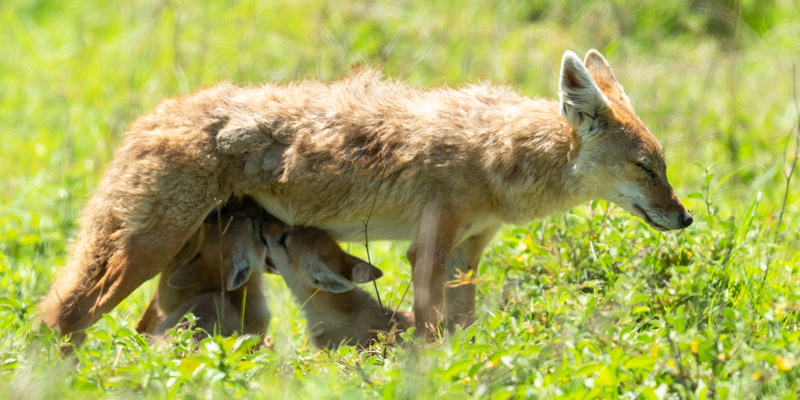 Golden jackal, Canis aureus with cubs