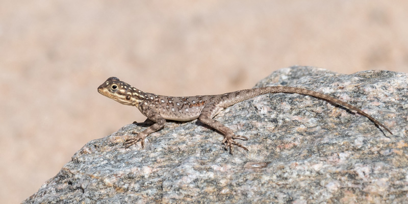 Agama lionotus juvenile ou female