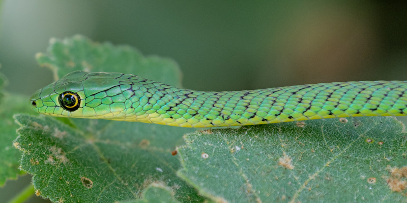 Spotted bush snake, Philothamnus semivariegatus