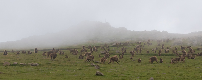 Gélada, Theropithecus gelada dans les montagnes d'Ankober