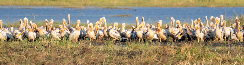 Pélican blanc, Pelecanus onocrotalus