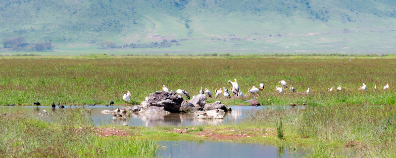 Wetland at the bottom of the N'gorongoro Crater. A paradise for a wide diversity of birds.