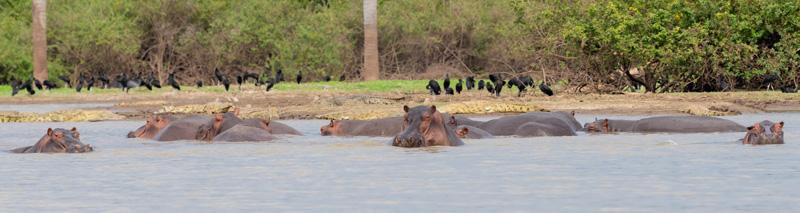 Ambiance typique de Selous, Crocodile du Nil et Hippopotame amphibie! Partout des concentrations hors du commun!