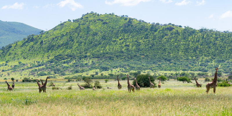 Girafe, Giraffa camelopardalis dans leur milieu naturel.