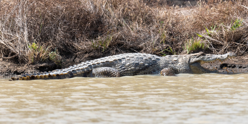 Crocodile du Désert, Crocodylus suchus