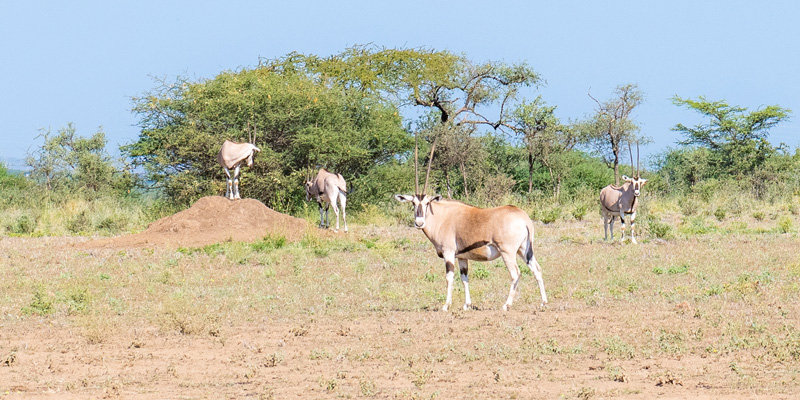 Orix beisa, Oryx beisa. Parc national d'Awash