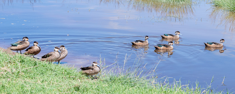 Hottentot Teal, Anas hottentota