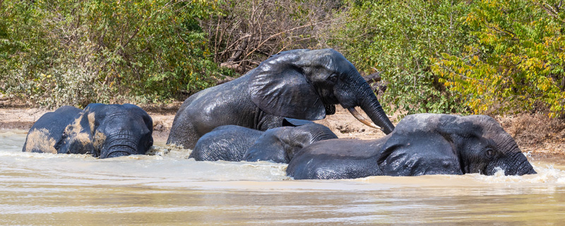 Eléphant de savane, Loxodonta africana se rafraichissant au bord d'un étang créé par un lodge de luxe situé en amont