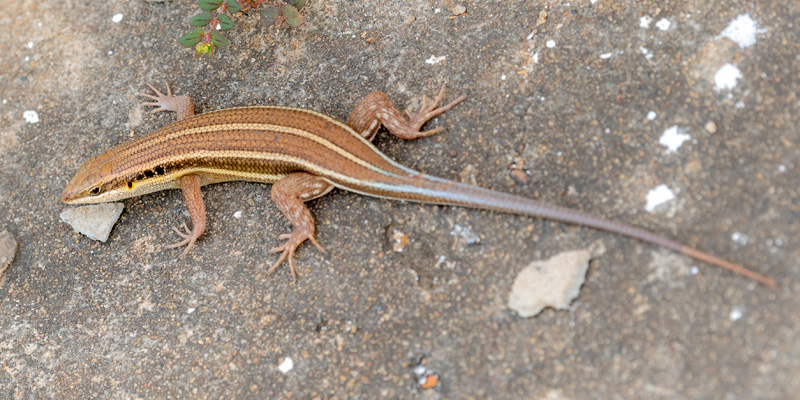 Trachylepis quinquetaeniata