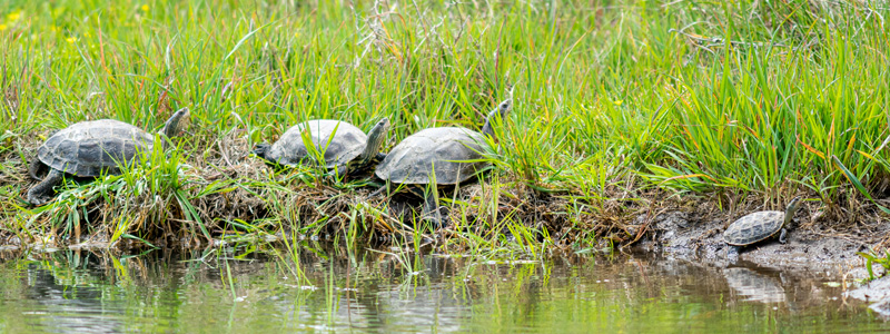 Tortue caspienne, Mauremys caspica