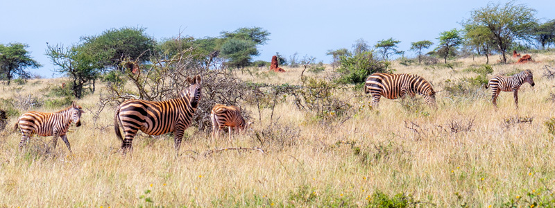 Zèbre des plaines, Equus quagga boehmi