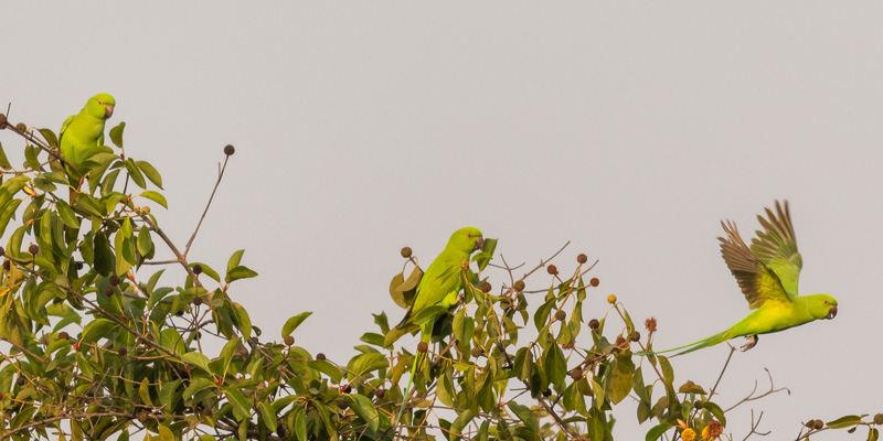 Rose-ringed Parakeet, Psittacula krameri