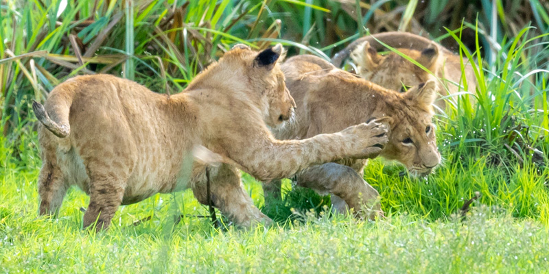 A series of pictures of a family of Lion, Panthera leo