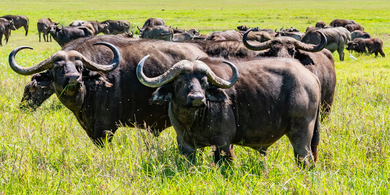 Buffle d'Afrique, Syncerus caffer