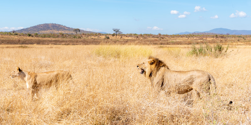 Lion, Panthera leo