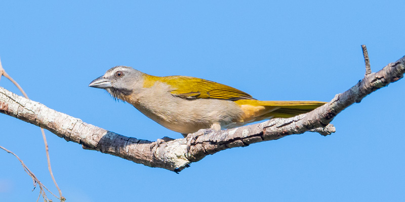 Tangara des Palmiers, Thraupis palmarum 