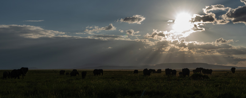  The Serengeti. African bush elephant, Loxodonta africana herd at dusk