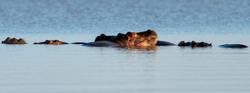 Hippopotame amphibie, Hippopotamus amphibius. Hara lodge 
