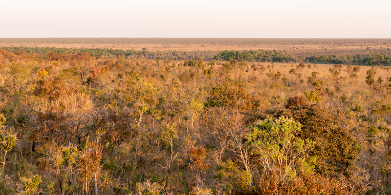 Cerrado landscape in Emas national park