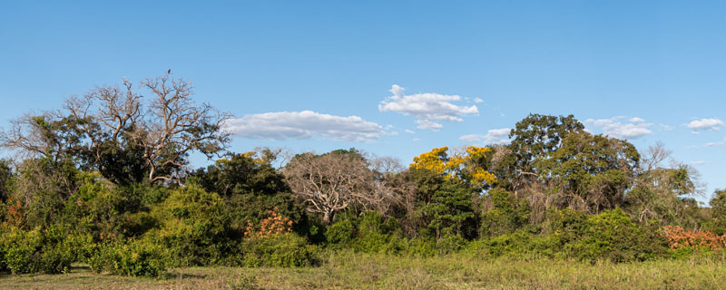 Pantanal beautiful landscape