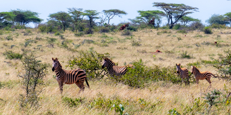 Zèbre des plaines, Equus quagga boehmi