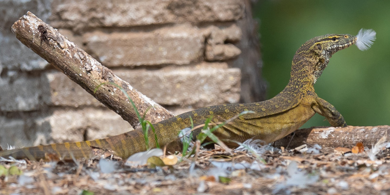 Varan du Nil, Varanus niloticus