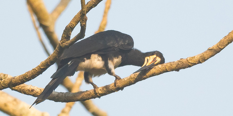 Calao longibande,  Lophoceros fasciatus