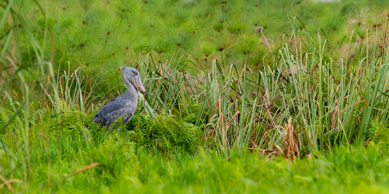 Bec-en-sabot du Nil, Balaeniceps rex