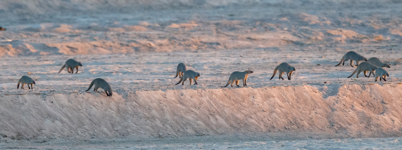 Groupe de Mangouste rayée, Mungos mungo en chasse au crépuscule 