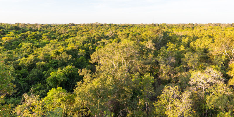 Pantanal forest