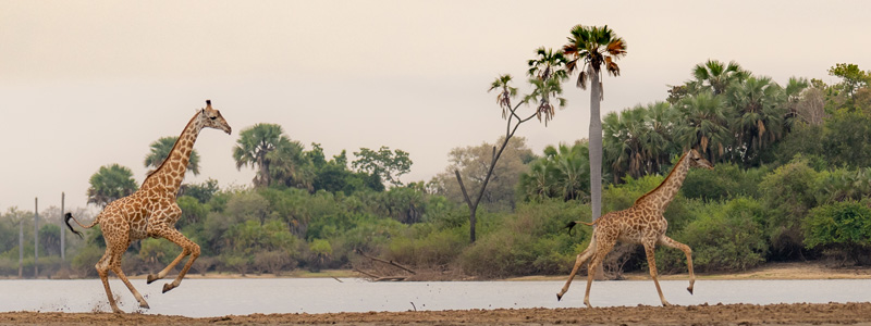 Girafe Massai, Giraffa tippelskirchii