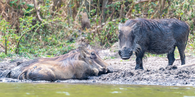 Common warthog, Phacochoerus africanus