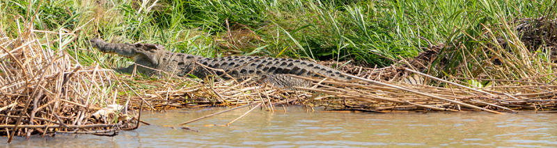 Nile Crocodile, Crocodylus niloticus