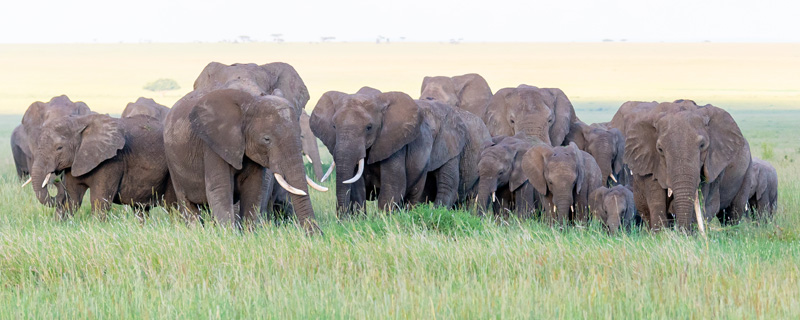 Troupeau d' Eléphant de savane, Loxodonta africana, se rapprochant de nous. Un grand moment du voyage de croiser leur regard!