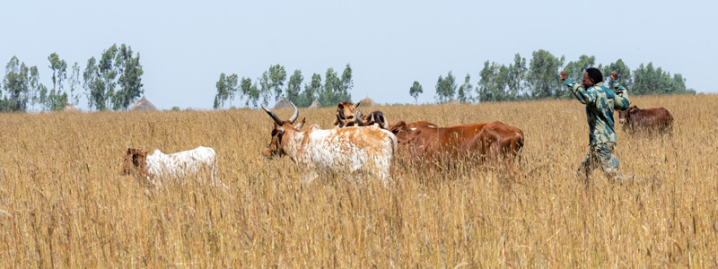 A ranger tries to remove a herd of illegally grazing cows, one of the threats to the sanctuary and the Hartebeest