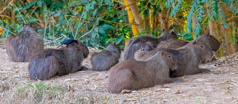 Capybara family, Hydrochoerus hydrochaeris