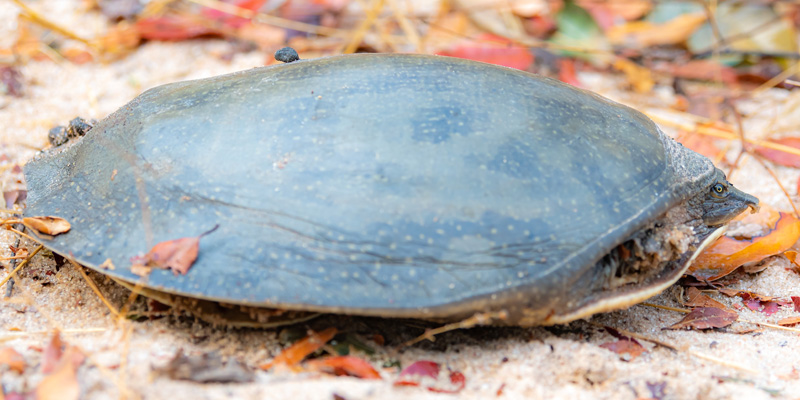 Cycloderma frenatum. Autre espèce de Tortue, en limite nord de répartition dans le sud tanzanien.