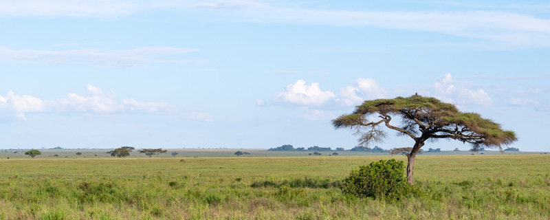 Paysage typique de la savane du Serengeti.