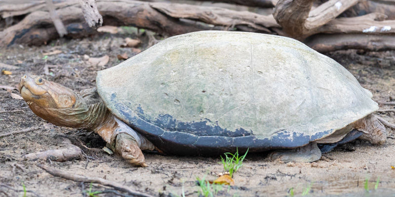 Pelusios sinuatus. Tortue d'eau douce assez répandues dans les rivières du Kenya et de la Tanzanie.