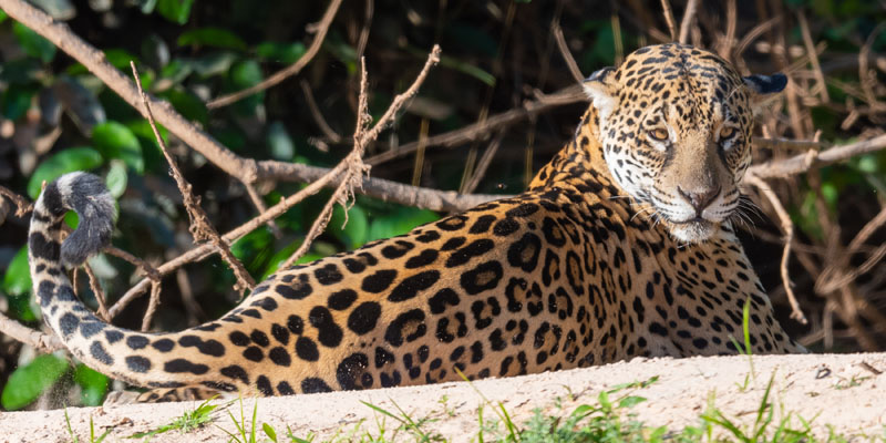 Jaguar, Panthera onca