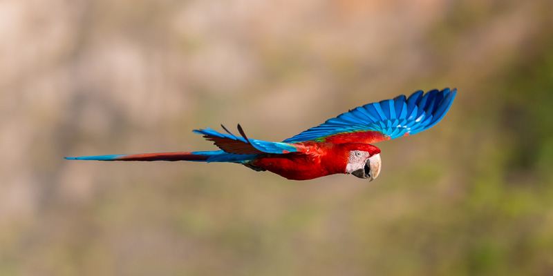 Red-and-green Macaw,  Ara chloropterus