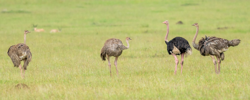 Autruche d'Afrique,  Struthio camelus